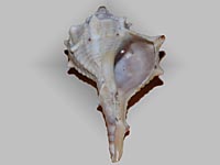 Caenogastropoda